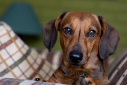 Dachshund, Haustier, Hund, tierische Freunde